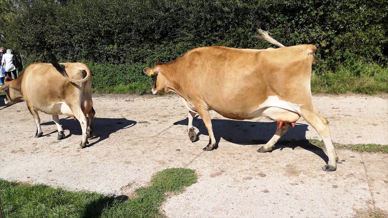 Awesome Cows reversed video!, cows for kids to watch, FARM ANIMALS