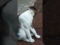 Wow Met Mey Su Cute After Eat Food Short Wow Met Mey Su Cute After Eat Food Short