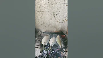 Ihaw Muna Tayo Mga Angkol Sa Kubo 