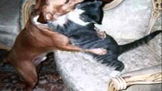 funny cat and Dog love gif  ||  funny Video and cute [HD]
