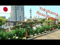🇯🇵【Yokohama America Yama Park ⛲ Hill Park with a View of the Port ROSE WEEK】a-walk in Japan