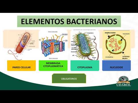 Video: ¿Qué tipo de bacteria tiene paredes celulares con alto contenido de carbohidratos proteicos?