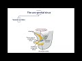 Development Of The Urinary Bladder Dr Ahmed Farid 