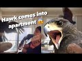 Hawk flies into apartment