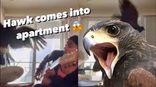 Hawk Flies Into Apartment