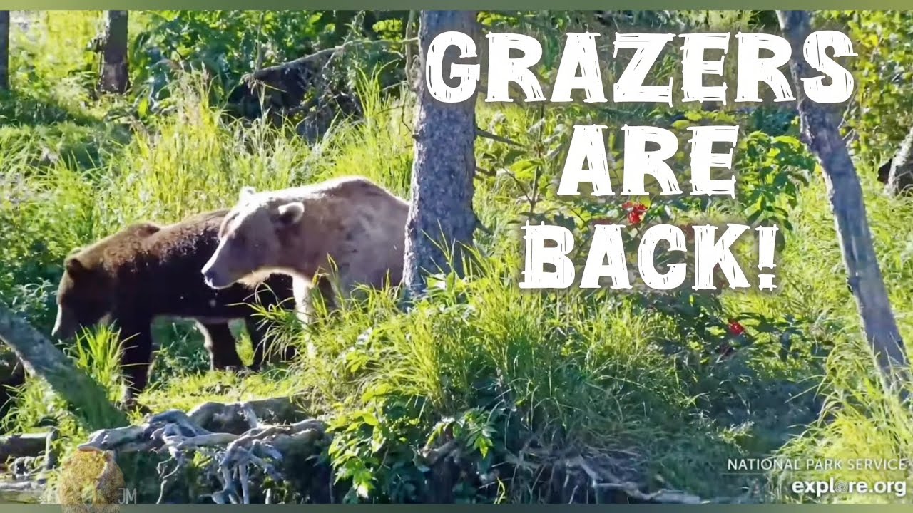 Grazer & Jr. Return! ▪︎ 8/17/25 ▪︎ Brooks Falls ▪︎ Katmai Brown Bears ▪︎ Explore.org 