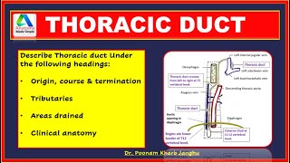 Thoracic duct anatomy | Lymphatic drainage -Thoracic duct | [simplified]