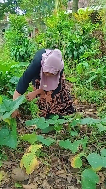 Nyari Daun Pucuk labu di kebun Kaka sepupu #dailylife #adayinmylife #minivlog
