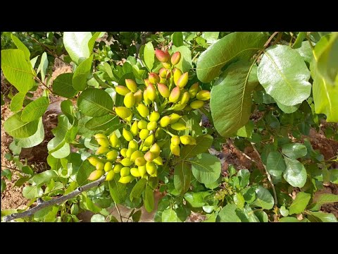 فيديو: العناية بشجرة الفستق - كيفية زراعة شجرة الفستق