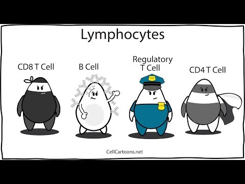 Vidéo: Différence Entre Les Leucocytes Et Les Lymphocytes