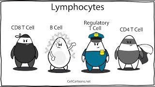 Différence entre les lymphocytes T et les lymphocytes B