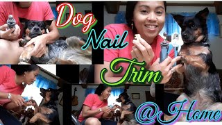 DOG NAIL TRIM AT HOME|BLUEHEELER CORGI MIX |VERY EASY TO DO