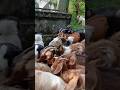 #viralvideo #shortsviral #goatlife