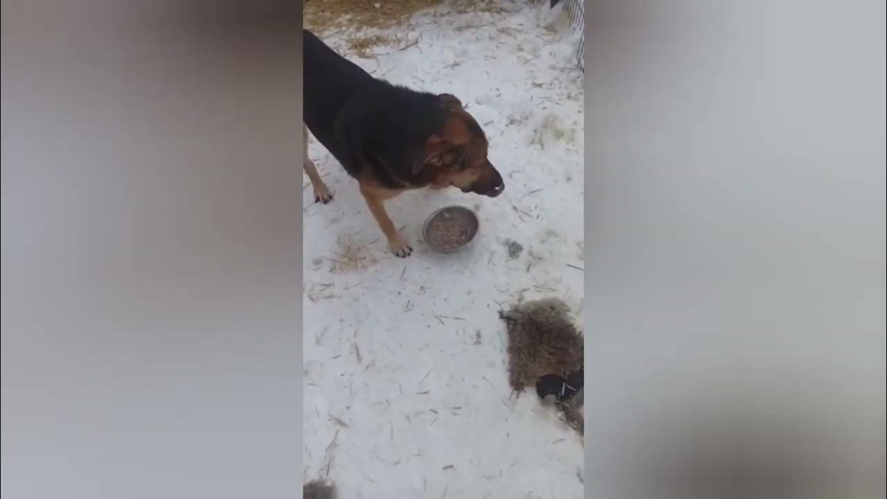 Щенки зимой на улице. Собака зимой. Щенок на улице зимой. Щенок на улице зимой. Собаки на фоне снега.