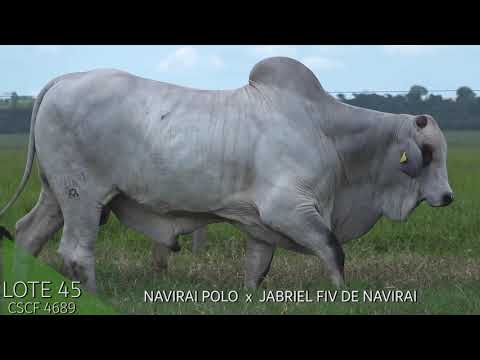 LOTE 45  LEILÃO TOUROS NAVIRAI