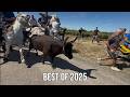 BEST OF 2025 ABRIVADO LONGUE 