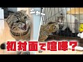 【威嚇】子猫と先住猫の初対面はまさかの展開に…