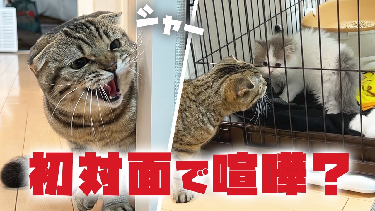 わたしの猫ぐらし「まつたけちゃん・おすしくん」前編 | ハグわん