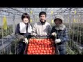 高糖度フルーツトマト「ももりこ」PV・30秒ver