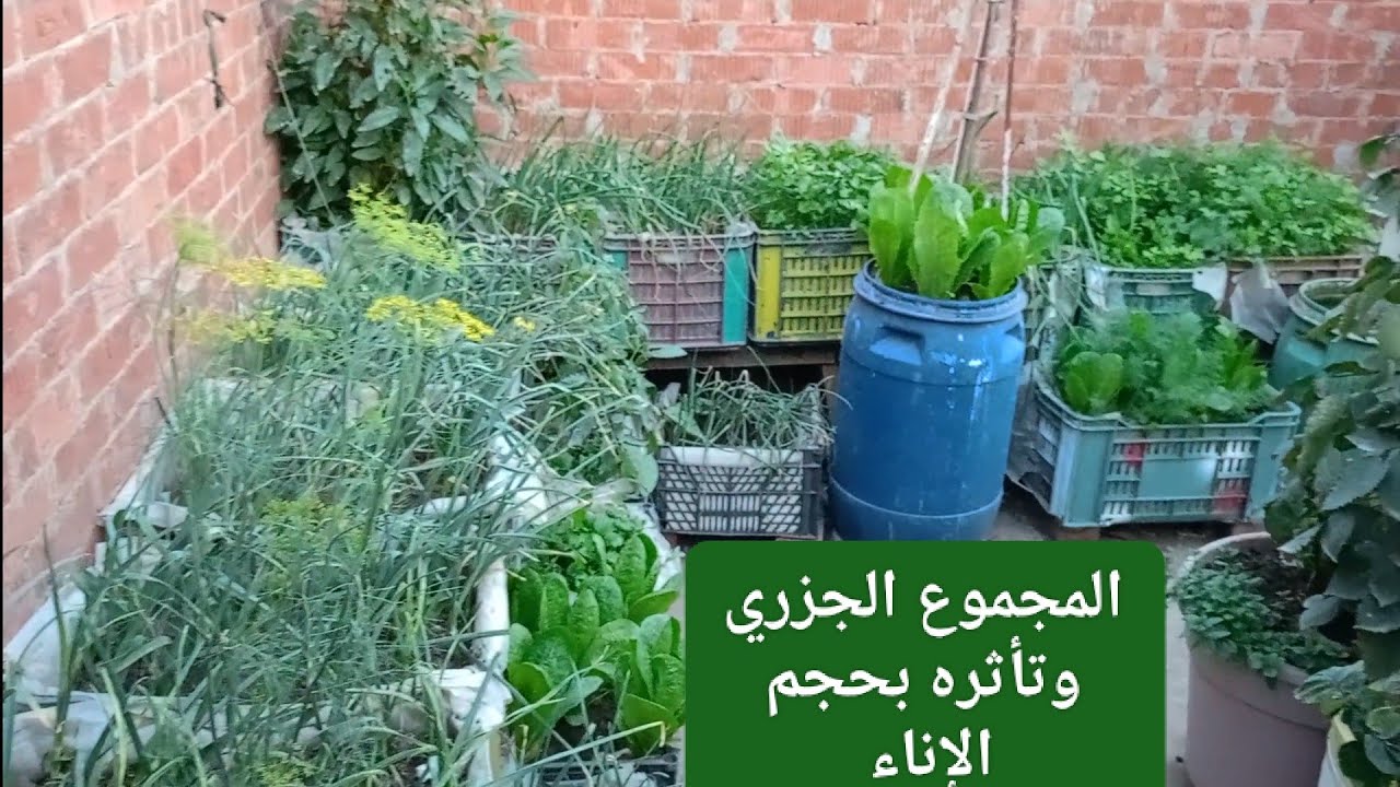 اهم ما يبحث عنه مزارعي الأسطح كيف تختار لنباتات الأسطح العبوه المناسبه لتحقيق نموخارق ودائم .