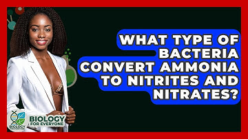 What Type Of Bacteria Convert Ammonia To Nitrites And Nitrates? - Biology For Everyone