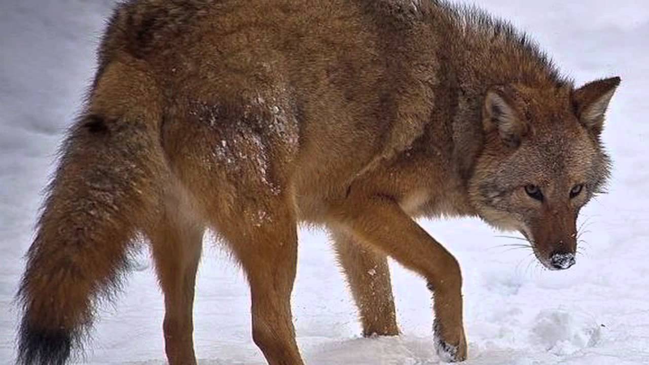 BEARS! And Other Hybrids YouTube