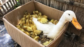 Cute Cute Yellow Duckling Hatching/Natural Daily TV