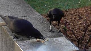 Crow / Corneille  'Again : don't touch my cashew !'