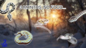 HOW I PREPARE MY SNAKES FOR WINTER ?