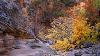 I Was Chased Away by Mountain Goats | Large Format Photography in Zion National Park