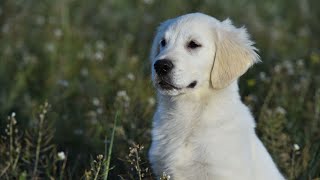 Exploring the Different Coat Textures of Golden Retrievers - What Makes Each One Unique? (99 chara