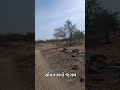 સોમનાથ જંગલ#જંગલ #સોમનાથ