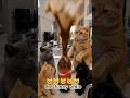 cat funny vedio #cat #cats #catvideos #catshorts #aivedio #cartoon #funnyshorts #funnyvedio