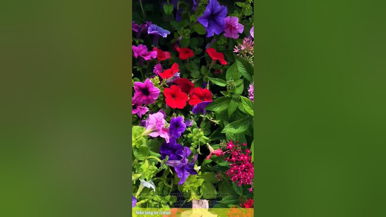 Beautiful video of colorful and amazing flowers in nature💐🌼🤍 _FHD_4k ...