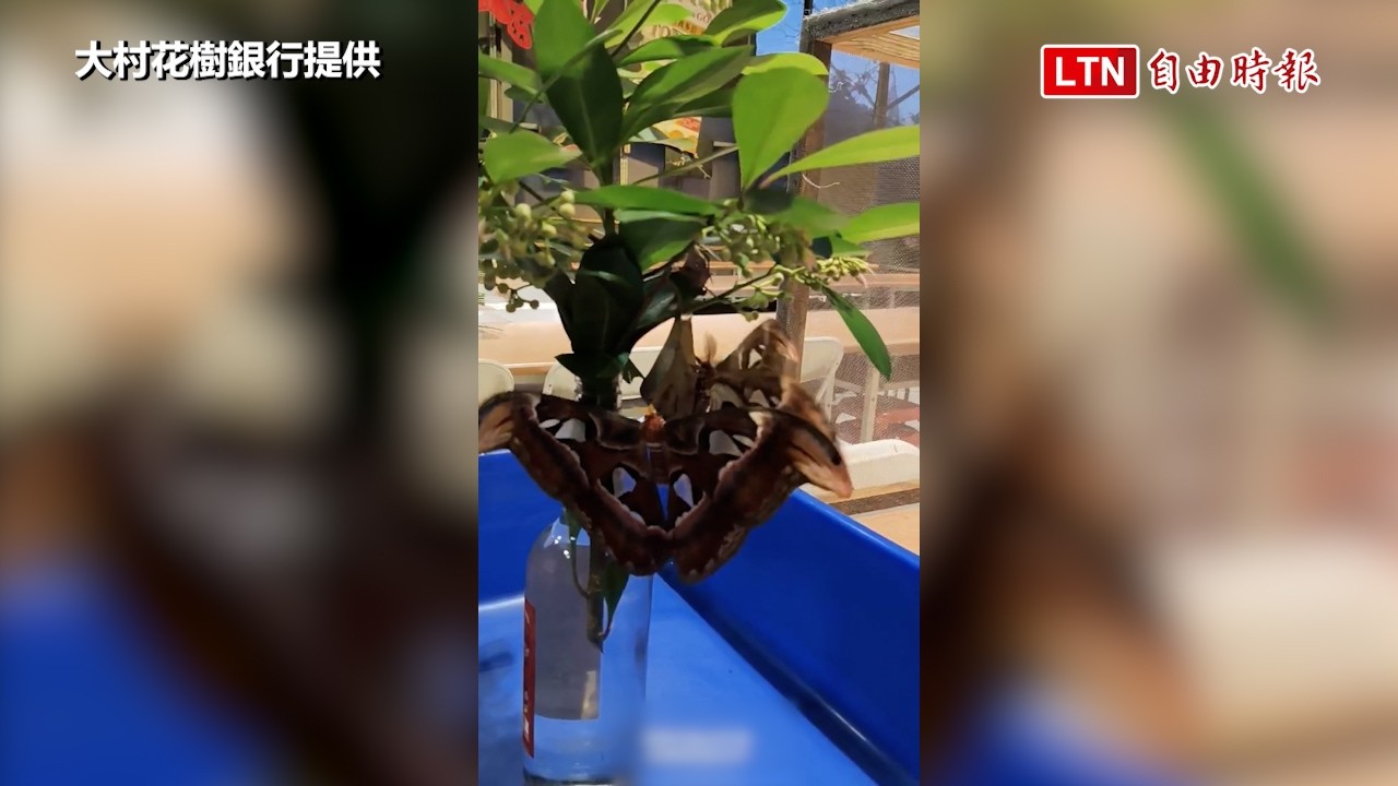 搶救3天黃金交配期!彰化花樹銀行上演「皇蛾相親記」 驚險完成交尾 搶救3天黃金交配期!彰化花樹銀行上演「皇蛾相親記」 驚險完成交尾