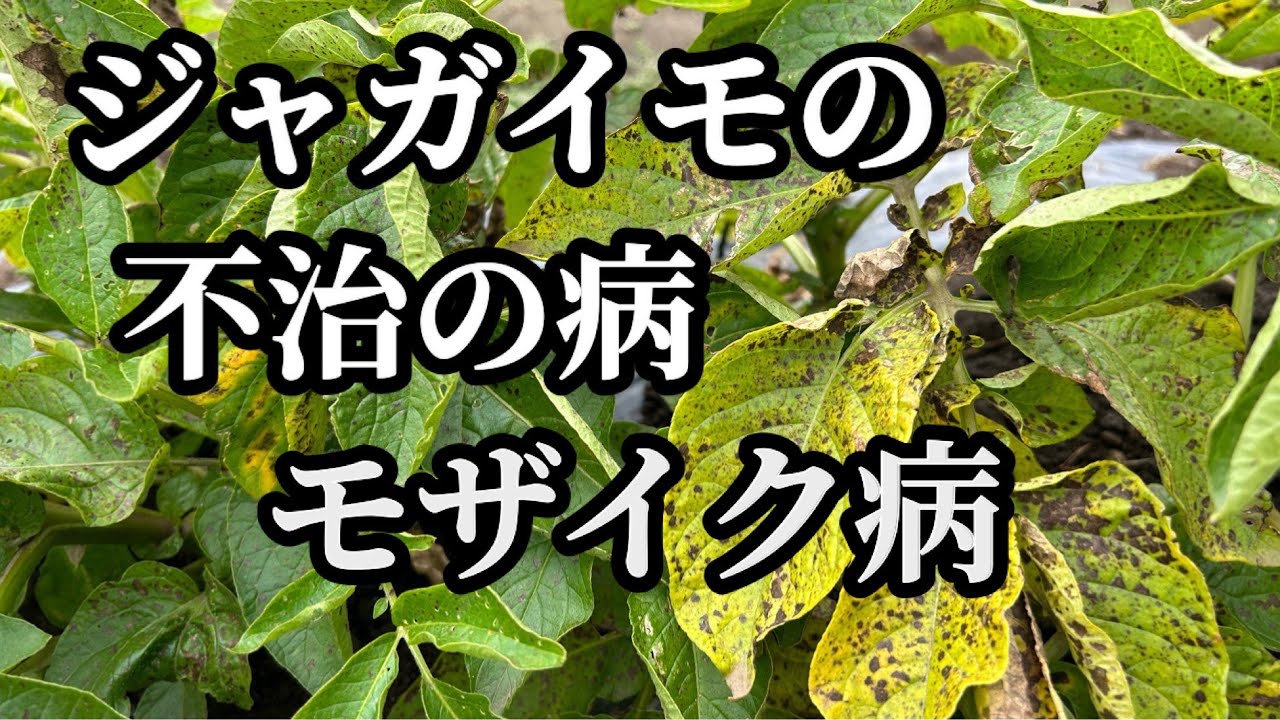 Potato cultivation] Mosaic disease? Insects? Watch out for these