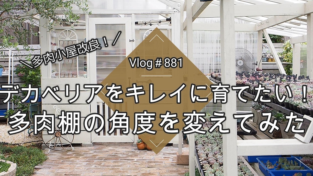 Vlog881】【Succulents】Changing the Angle of the Succulent Shelf