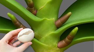 Download Lagu Plaats er gewoon eentje onder de pot! Orchideeën zullen meteen gaan bloeien. MP3