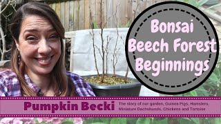 Growing a Bonsai Beech Forest from simple hedging plants