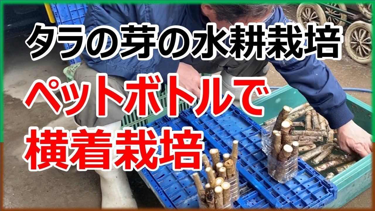 タラの芽のペットボトル栽培