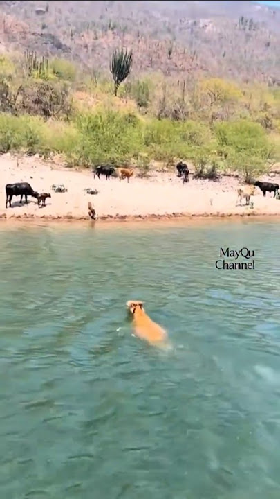 Sapi Nekat Nyebur Sungai!