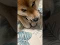 #柴犬 #柴犬のいる暮らし #dogsofinstagram #dogshorts #dog #shibainu #癒し #しばいぬ #かわいい犬 #心亜