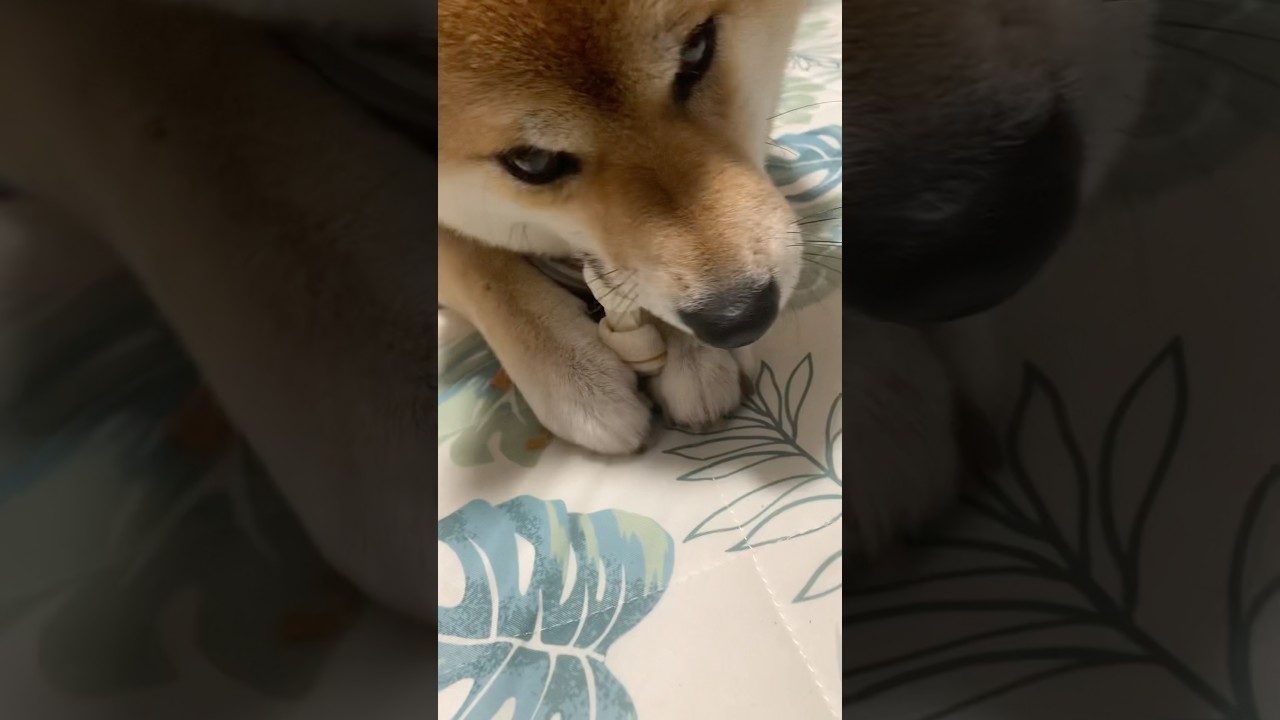 #柴犬 #柴犬のいる暮らし #dogsofinstagram #dogshorts #dog #shibainu #癒し #しばいぬ #かわいい犬 #心亜