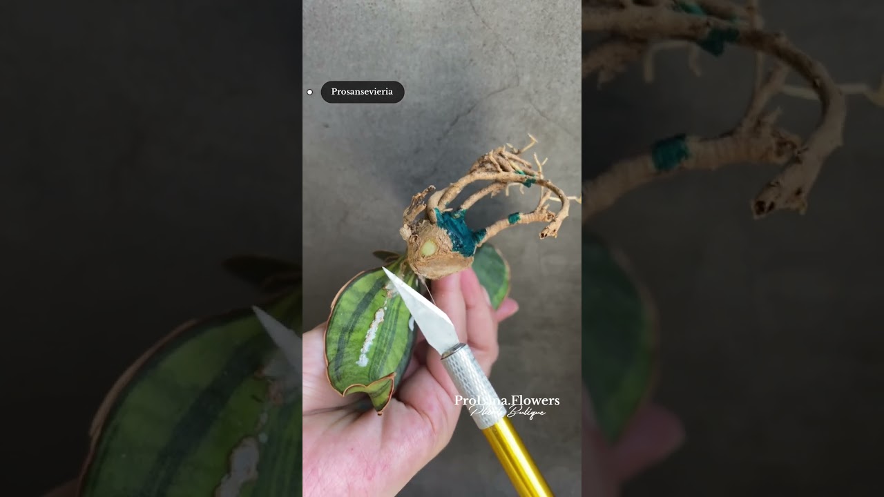 Избавляемся от зеленых деток вариегатной сансевиерии. Методы помощи для сортового потомства.