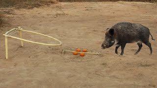 Awesome Creative Quick Wild Pig Trap Make From Small Woods Only