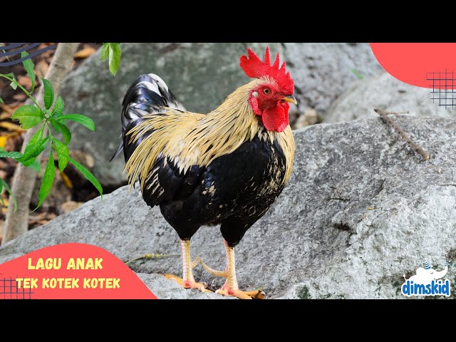 Tek Kotek Kotek Anak Ayam | Lagu Anak Balita Populer class=