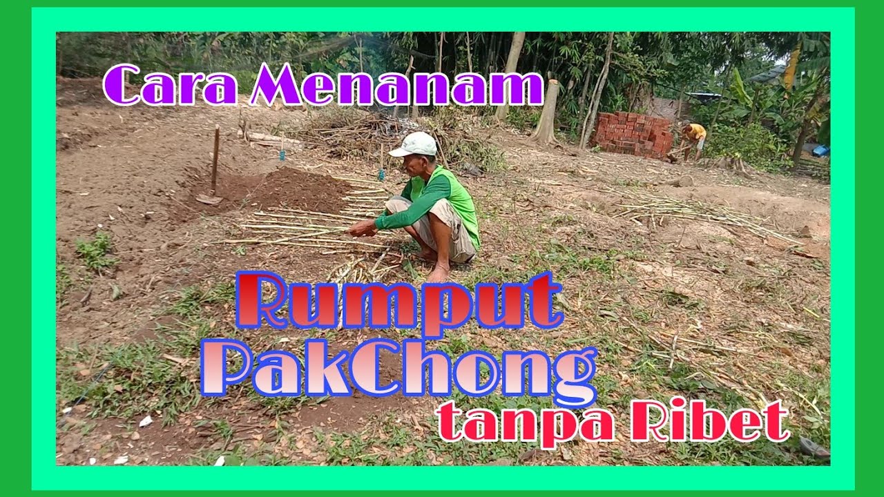 Tips cara menanam bibit rumput pakchong agar cepat & hasil maksimal