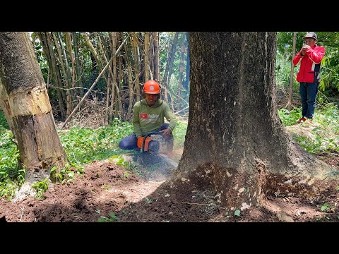 Leaning & Dangerous! Felling 2 Massive Old Trembesi Tree!