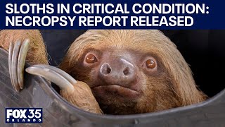 Three rescued 'Sloth World' sloths dead. What caused Bandit to be emaciated