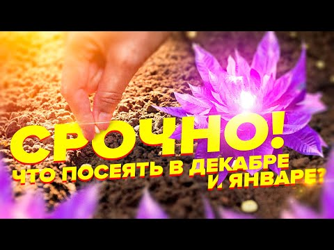 ЧТО ПОСЕЯТЬ В ДЕКАБРЕ? ТОП КУЛЬТУР ДЛЯ ПОСЕВА ПРЯМО СЕЙЧАС